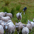 Shepherd and sheepdog herding sheep g2