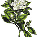Gardenia, Cape Jasmine i1