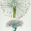 Hand painted botanical print n18