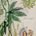 Passiflora caerulea, the blue passionflower o