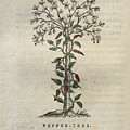 Pepper Tree t3