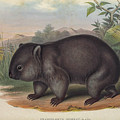 The common wombat Vombatus ursinus c4