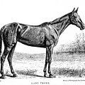 TROTTING MARE LADY THORN, x5
